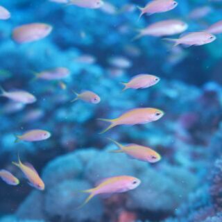 久部良バリ1 久部良バリ1