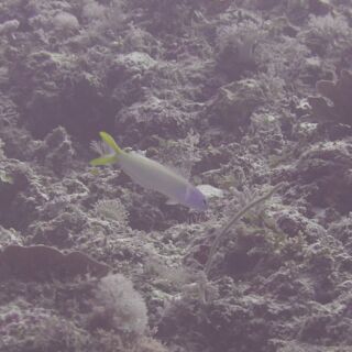 久部良バリ2 久部良バリ2