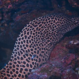 久部良バリ4 久部良バリ4