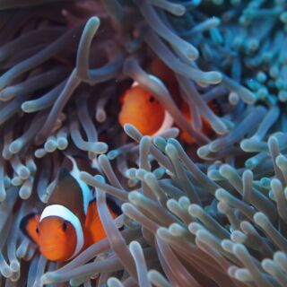 久部良バリ5 久部良バリ5