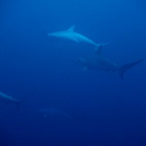 2017/1/5_2 2017/1/5_2