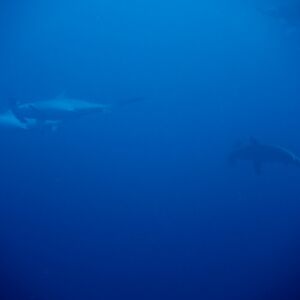 2017/1/5_1 2017/1/5_1