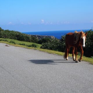 与那国馬 与那国馬