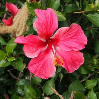 ハイビスカス ハイビスカス