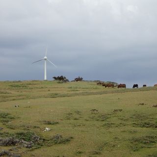 風力発電と与那国馬