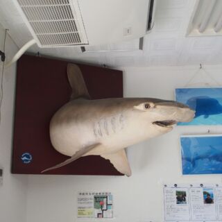 YDSショップ内1 YDSショップ内1