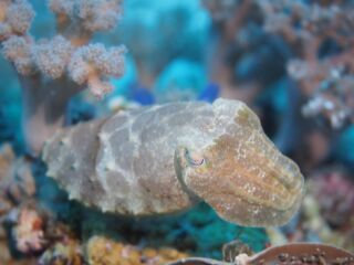 コブシメ コブシメ