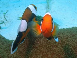 トウアカクマノミ トウアカクマノミ