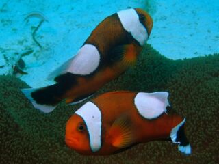 トウアカクマノミ トウアカクマノミ