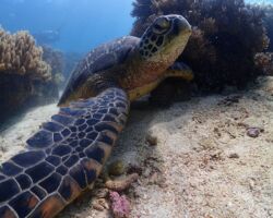 海カメ 海カメ