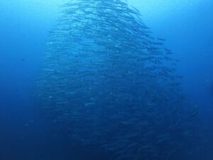Chumphon Pinnacle (チュンポン) Chumphon Pinnacle (チュンポン)