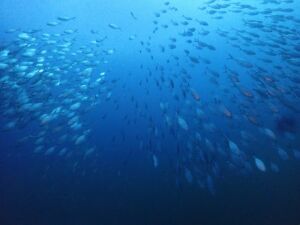 Chumphon Pinnacle (チュンポン) Chumphon Pinnacle (チュンポン)