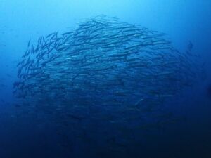 Chumphon Pinnacle (チュンポン) Chumphon Pinnacle (チュンポン)
