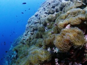 Chumphon Pinnacle (チュンポン) Chumphon Pinnacle (チュンポン)