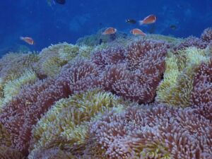 Chumphon Pinnacle (チュンポン) Chumphon Pinnacle (チュンポン)