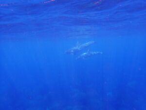 御蔵島 イルカ