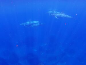 御蔵島 イルカ 御蔵島 イルカ