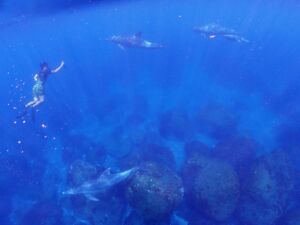 御蔵島 イルカ 御蔵島 イルカ