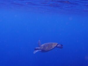 御蔵島 カメ 御蔵島 カメ