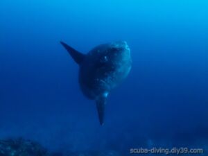 Molamola(マンボウ)