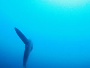 Molamola(マンボウ)