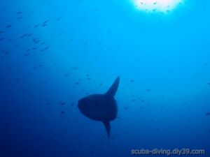 Molamola(マンボウ)