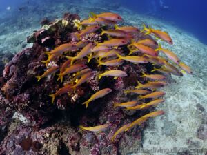 ヨスジフエダイ