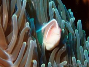 セジロクマノミ