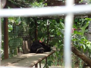 LUWAK(ルアク) LUWAK(ルアク)