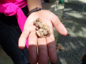 LUWAKの糞 LUWAKの糞