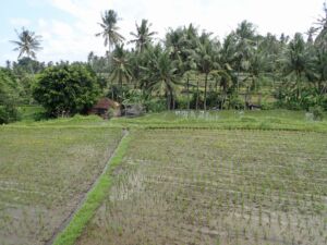 バリの田園風景 バリの田園風景