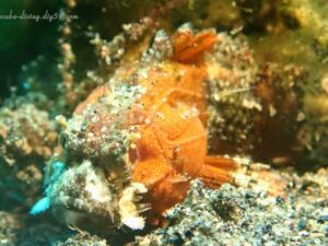 @アメッド2022/11/3
体調3cm位 カサゴの幼魚?