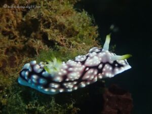 @アメッド2022/11/3 キカモヨウウミウシ